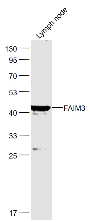 FAIM3 antibody