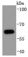 Cdc6 (Phospho-S54) Antibody