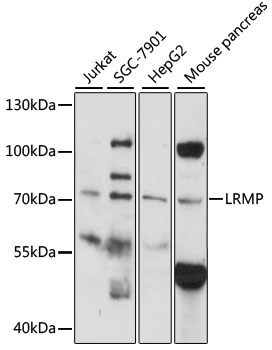 LRMP Polyclonal Antibody