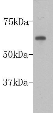 PGBD5 Antibody