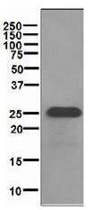 SNAP-25 Antibody