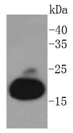 Myoglobin Antibody