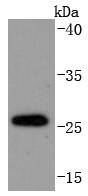 DDIT3 Antibody