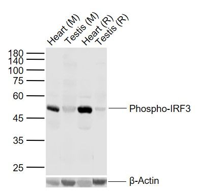 IRF3 (phospho-Ser396) antibody