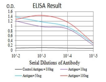 GRM2 Antibody