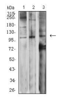 GRM2 Antibody