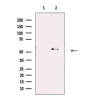 5HT7 Receptor antibody