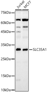 SLC35A1 antibody