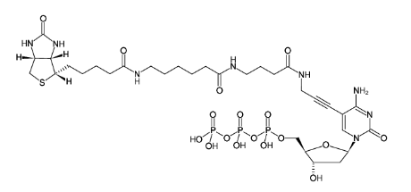 Biotin-16-dCTP