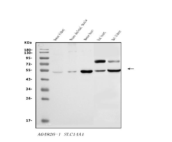SLC14A1/UTE Antibody