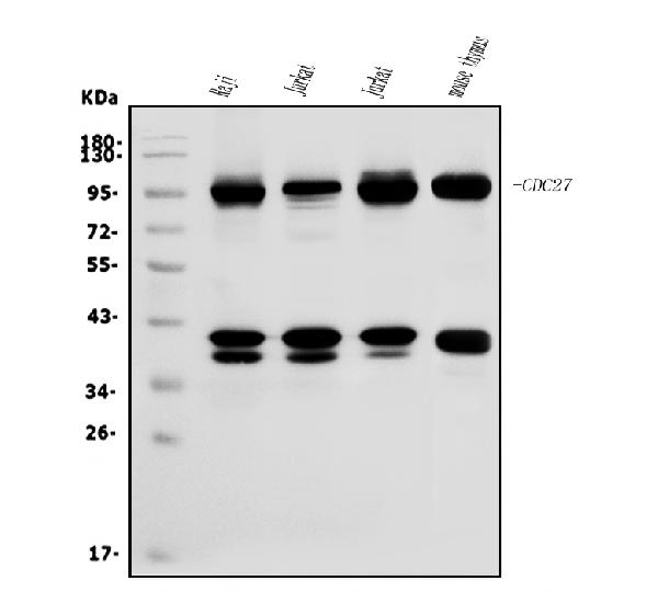 CDC27 Antibody