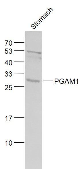 PGAM1 antibody