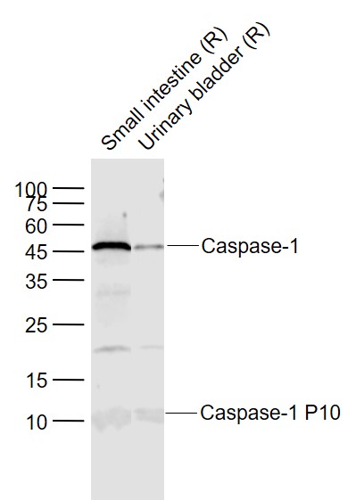 Caspase-1 P10 antibody