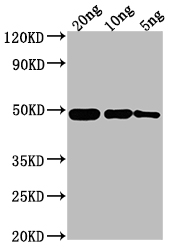 ompF antibody