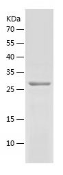Human LY6E protein