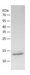 Mouse IL-31 protein