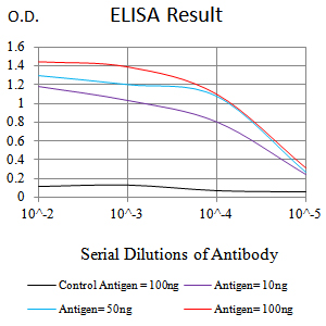 FLI1 Antibody