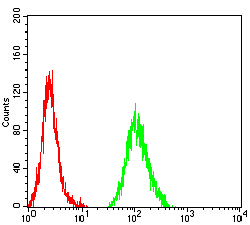 FLI1 Antibody