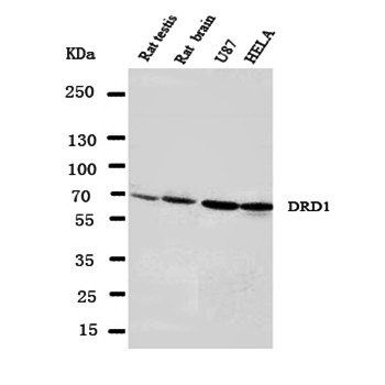 Anti-Dopamine Receptor D1/DRD1 Antibody