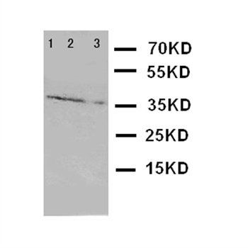 Granzyme A/GZMA Antibody