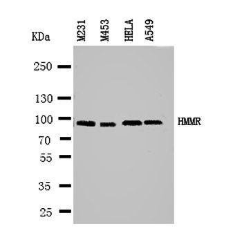 Anti-CD168/HMMR Antibody