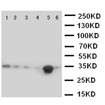Anti-Caspase 9/CASP9 Antibody