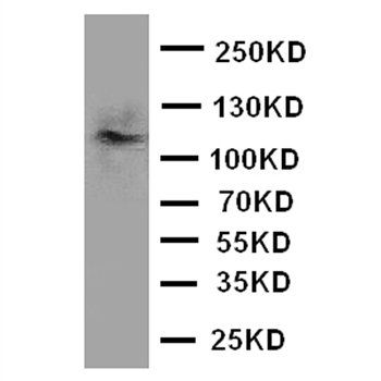 Anti-CD45/PTPRC Antibody