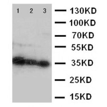 Homeobox protein Hox-A4 HOXA4 Antibody