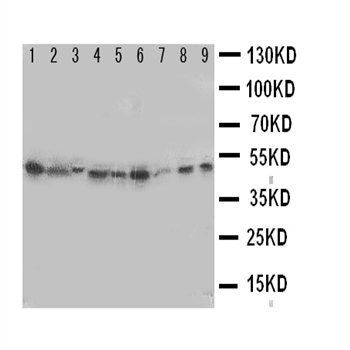 Anti-Indoleamine 2, 3-dioxygenase/IDO1 Antibody