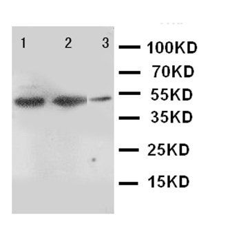 Anti-INDOL1/IDO2 Antibody