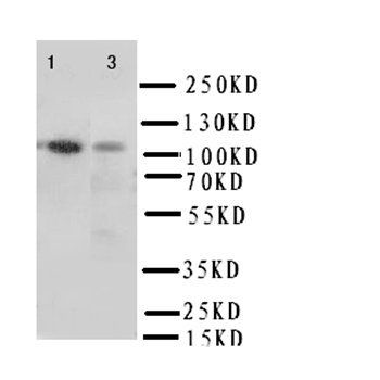 Anti-Integrin alpha 3/ITGA3 Antibody