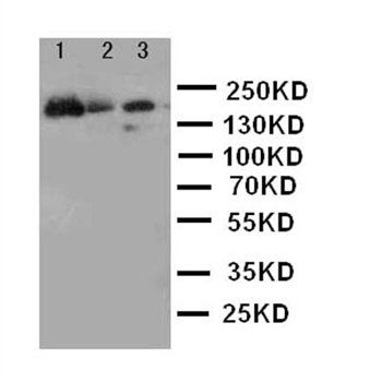Anti-MRP1/ABCC1 Antibody