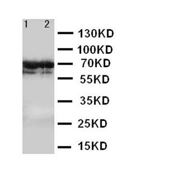 Anti-Lamin B2/LMNB2 Antibody