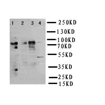 NRG2 Antibody