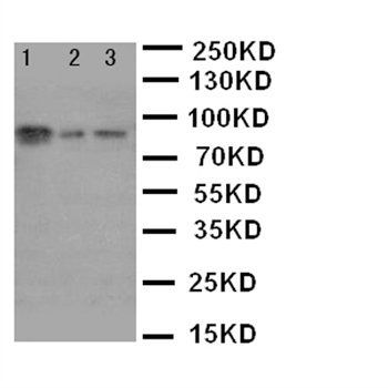 Anti-XRCC1 Antibody