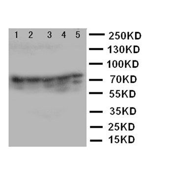 Ku80/XRCC5 Antibody