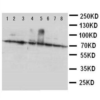 Anti-Ku70/XRCC6 Antibody