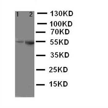 5HT1A Receptor/HTR1A Antibody