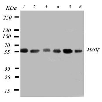 Anti-Monoamine Oxidase B/MAOB Antibody