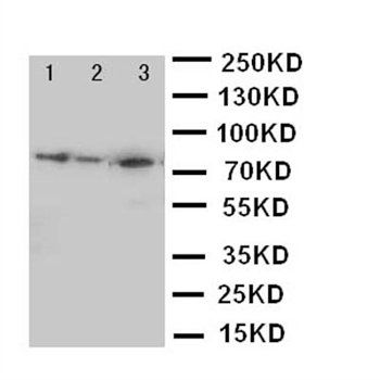Anti-MCM5 Antibody