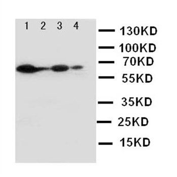 NOX2/gp91phox/CYBB Antibody