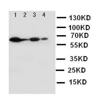 Anti-NOX2/gp91phox/CYBB Antibody