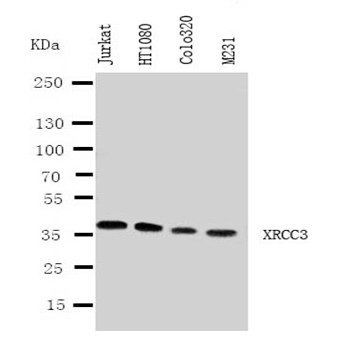 DNA repair protein XRCC3 XRCC3 Antibody