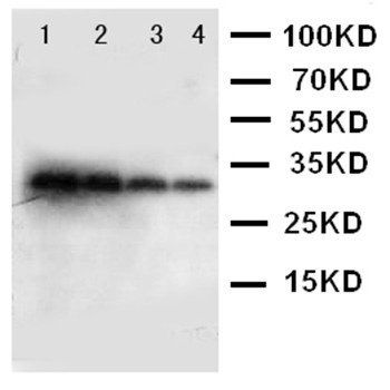 Anti-Kallikrein 1/KLK1 Antibody