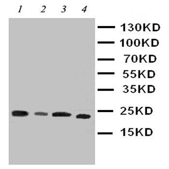 Anti-PBP/PEBP1 Antibody