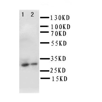 Anti-Granzyme B/GZMB Antibody
