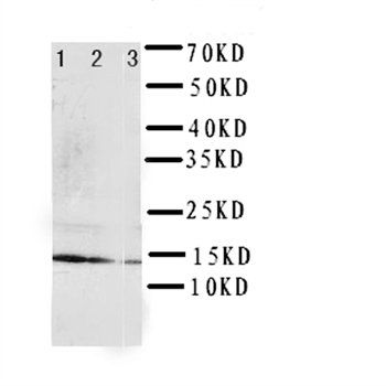 Anti-Interleukin-4 IL4 Antibody
