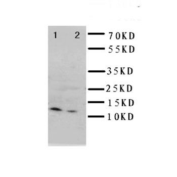 GRO alpha/CXCL1 Antibody