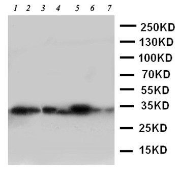 DCI/ECI1 Antibody