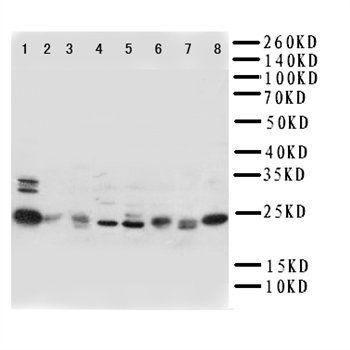 Anti-Rab5/RAB5A Antibody